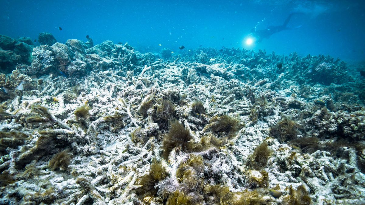 Australia’s inaction on climate puts Great Barrier Reef ‘in danger,’ UNESCO report says