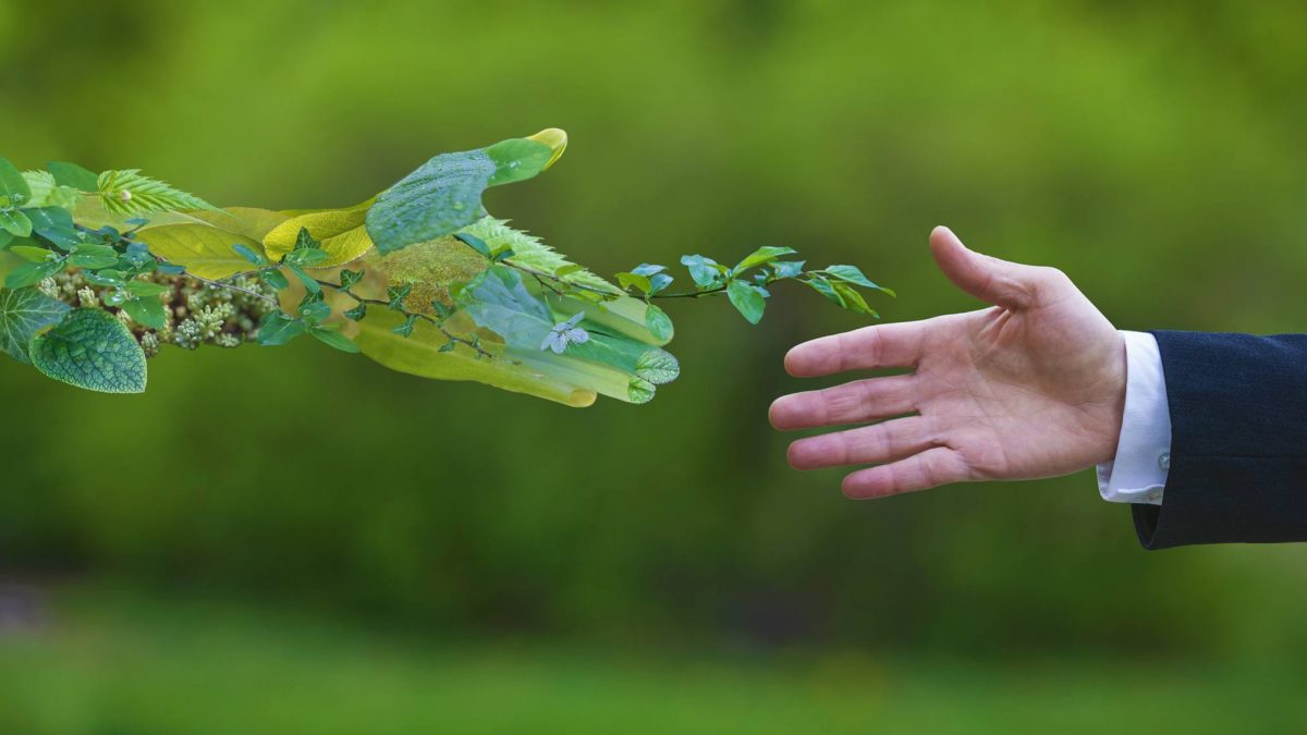 How repairing nature became the EU’s most contentious green project