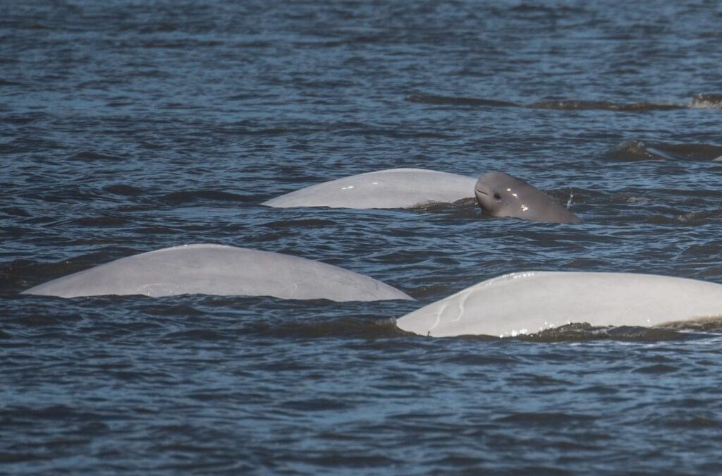 New estimate for Cook Inlet belugas shows hope for endangered population