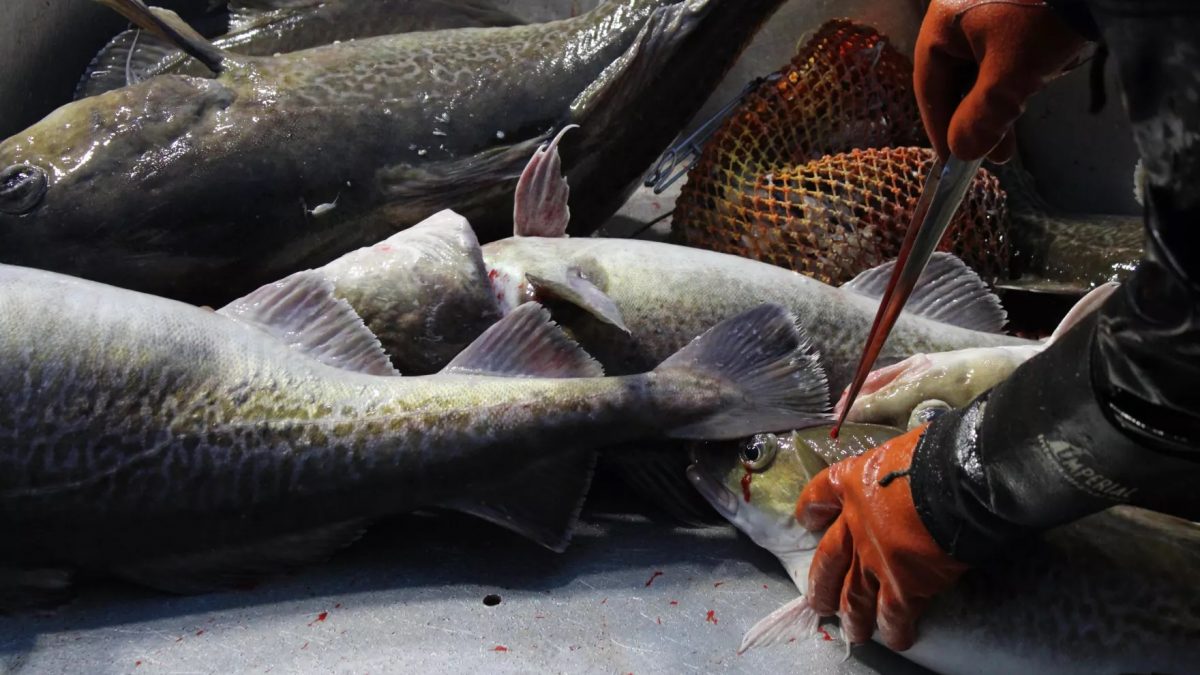 Public voices input on federal fishery disaster spending plans