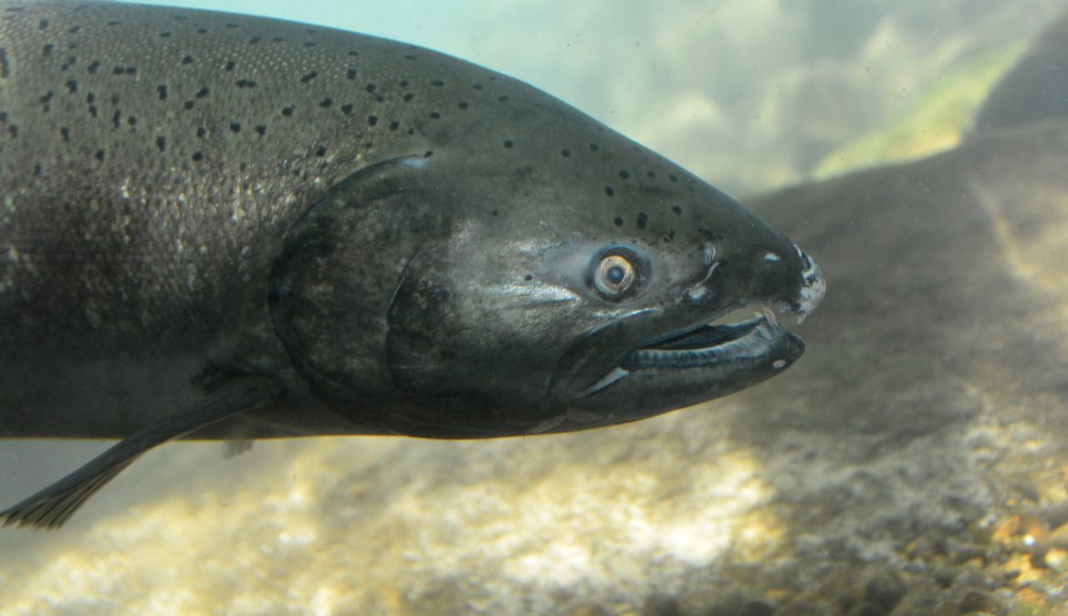 Salmon numbers still struggling across Alaska