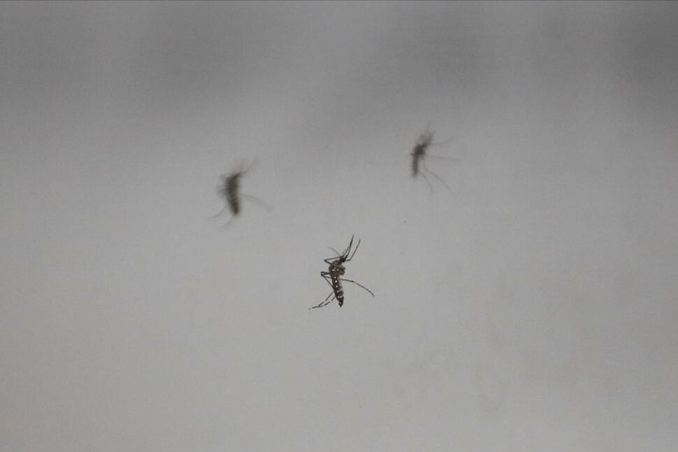 Scientists Infect Volunteers With Zika in Hunt for Vaccines, Treatments