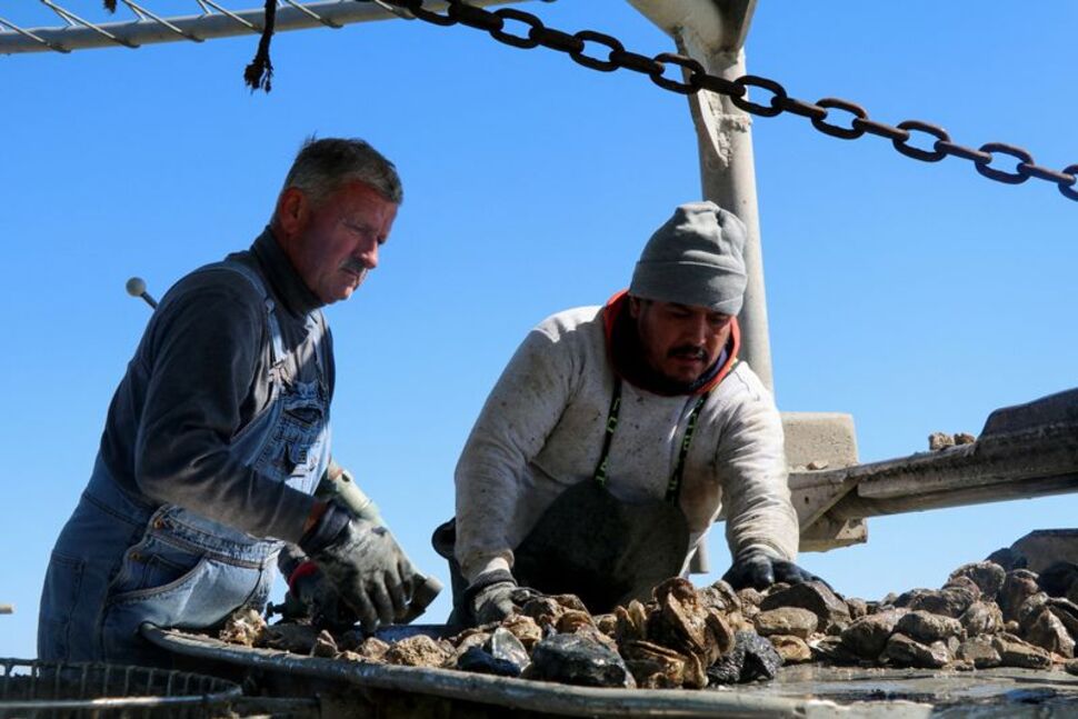 Climate Change, Overharvesting Exacerbating Texas Oyster Decline