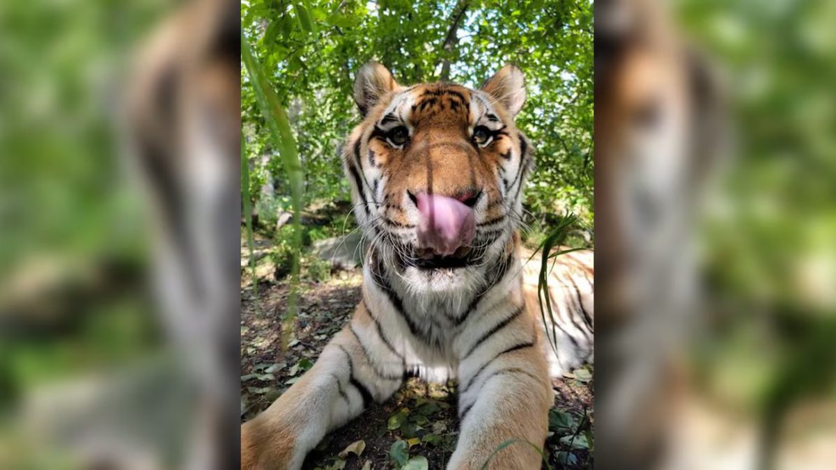Beloved Amur tiger dies after 16 years at Alaska Zoo