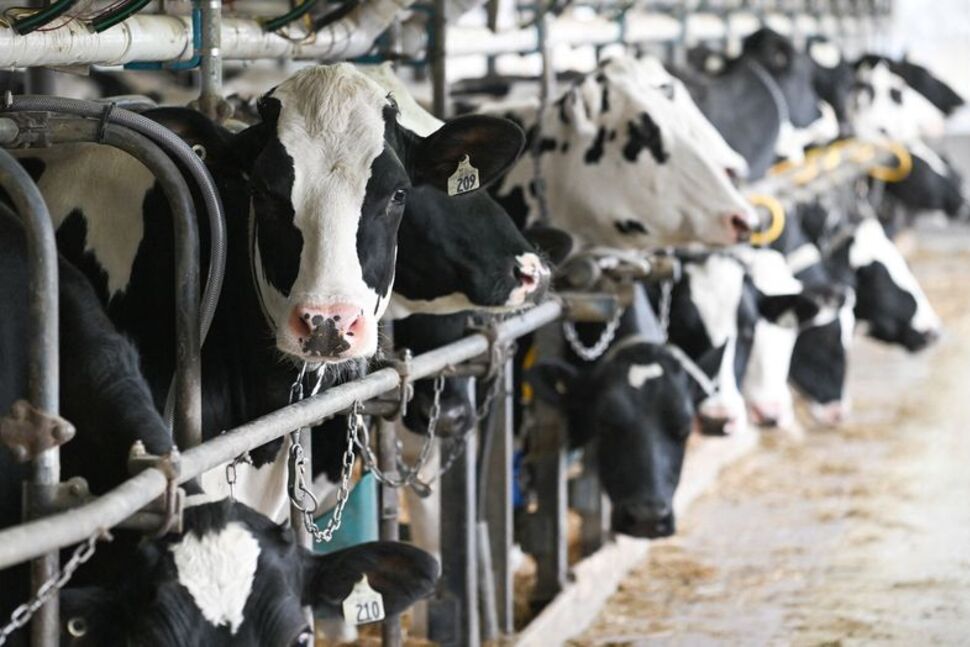 Dairy Supply Management Could Sour Canada-US Trade Talks