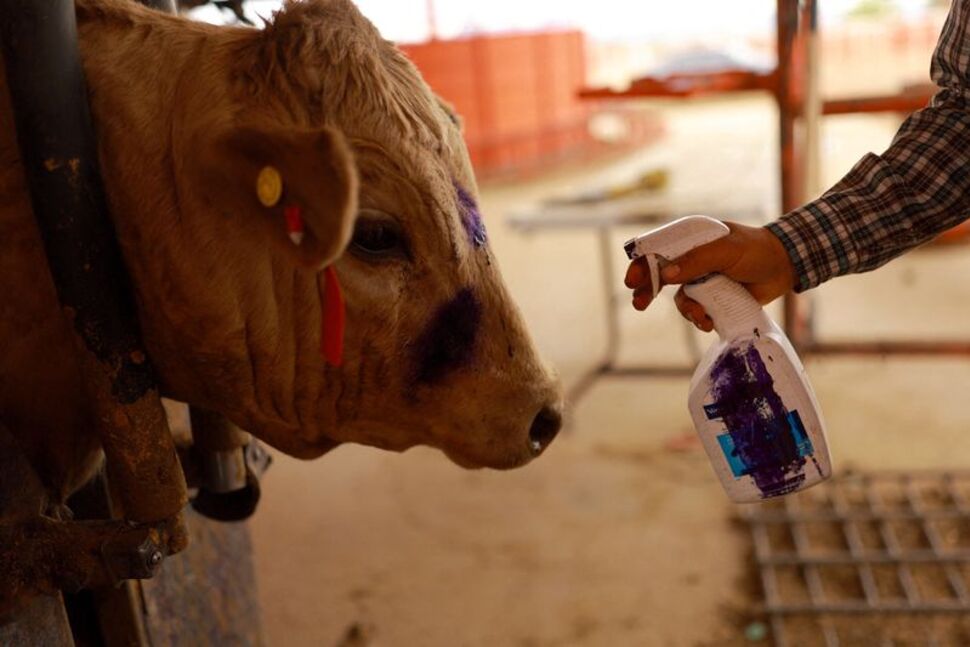 US Again Halts Cattle Imports From Mexico Over Flesh-Eating Screwworms