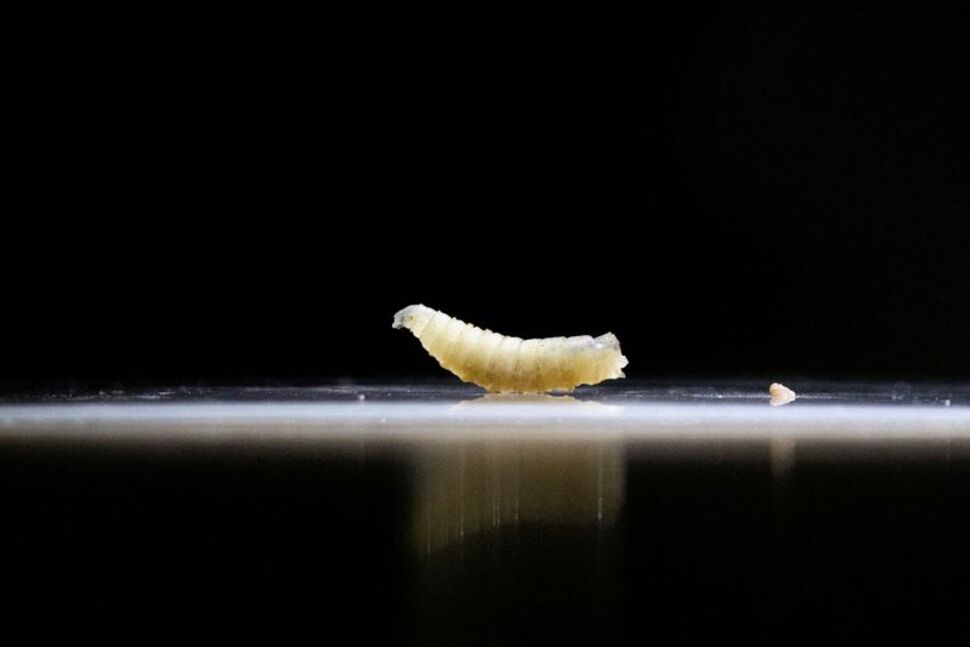 Exclusive-U.S. Confirms Nation’s First Travel-Associated Human Screwworm Case Connected to Central American Outbreak