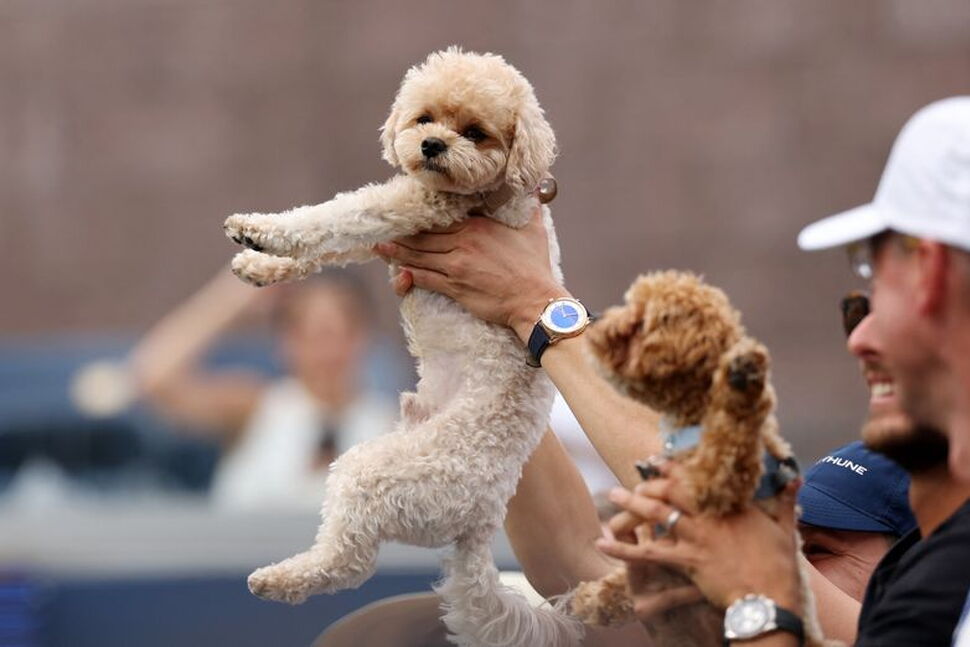 Tennis-Players Find Comfort and Companionship With Canines on Tour